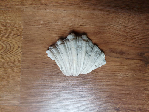Originale meeresmuschel jahre - originale, (jahre